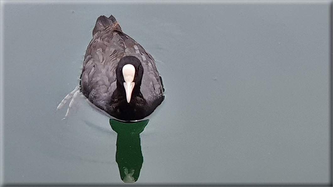 foto Lago di Lases